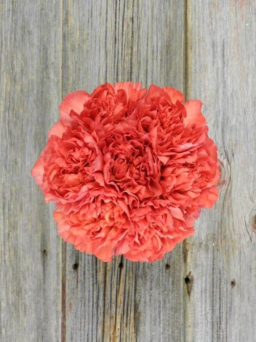 TANGELO CORAL CARNATIONS